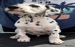 Dalmatian dogs for sale: One gorgeous KC registered Dalmatian puppy - Image 4