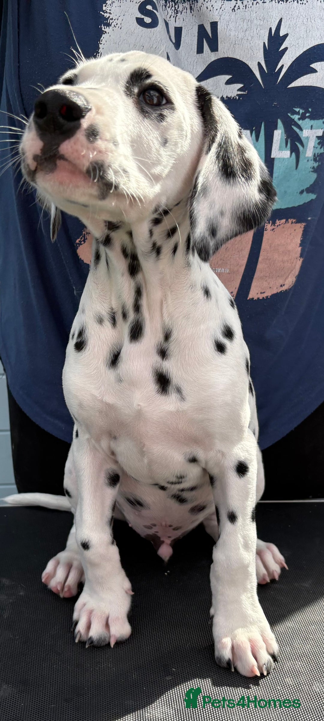 Dalmatian dogs for sale: One gorgeous KC registered Dalmatian puppy - Image 4