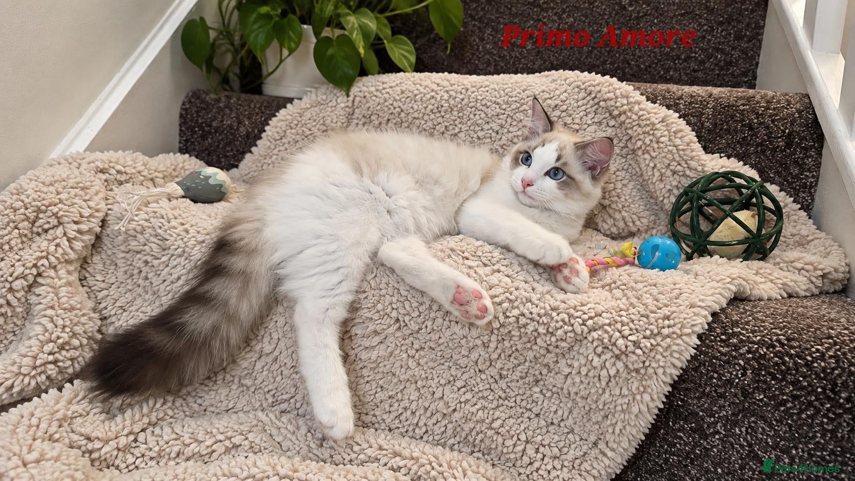Ragdoll cats for sale: STUNNING GCCF REGISTRED RAGDOLLS - Advert 2