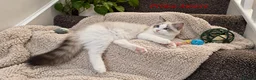 Ragdoll cats for sale: STUNNING GCCF REGISTRED RAGDOLLS - Advert 5