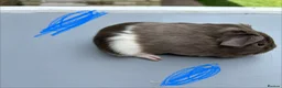 Guinea Pig rodents for sale: Guinea pigs ready now  - Advert 3