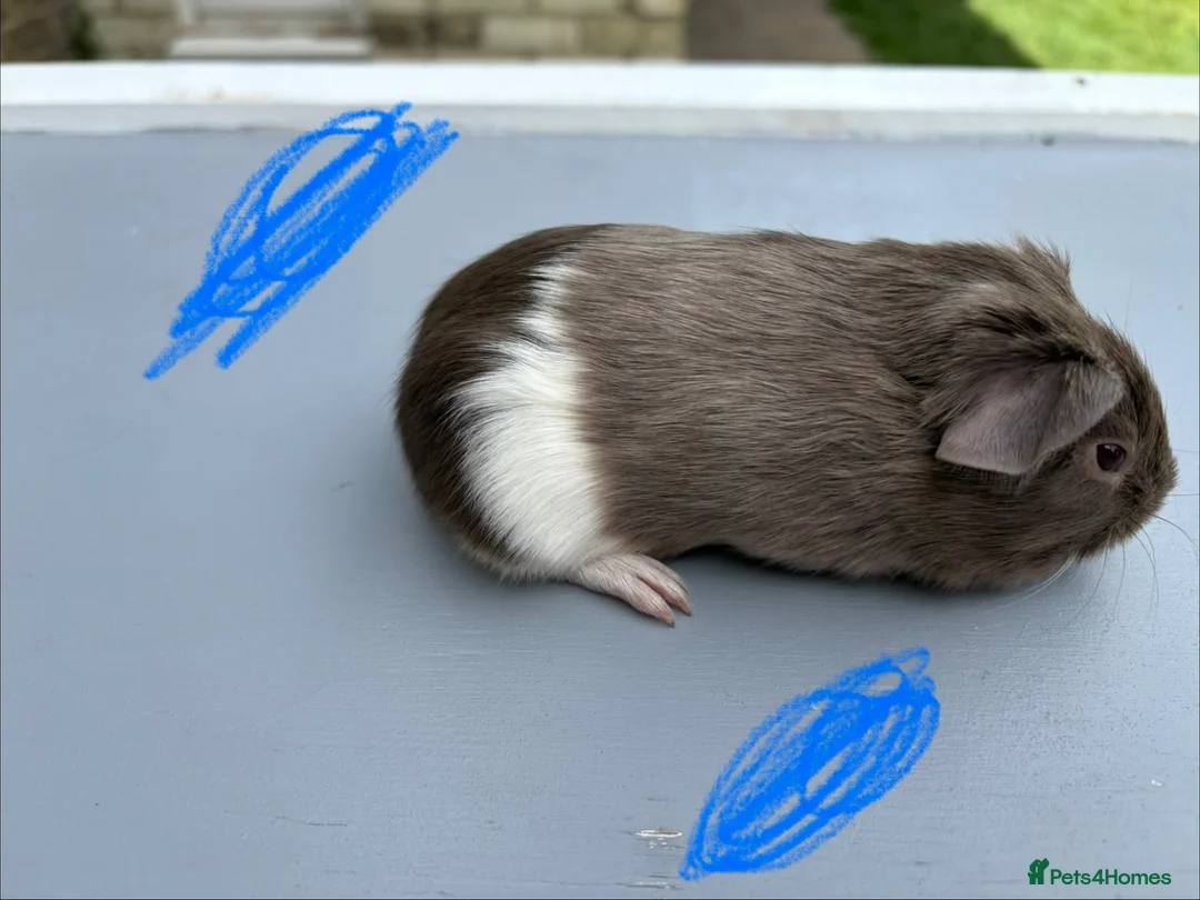 Guinea Pig rodents for sale: Guinea pigs ready now  - Advert 3