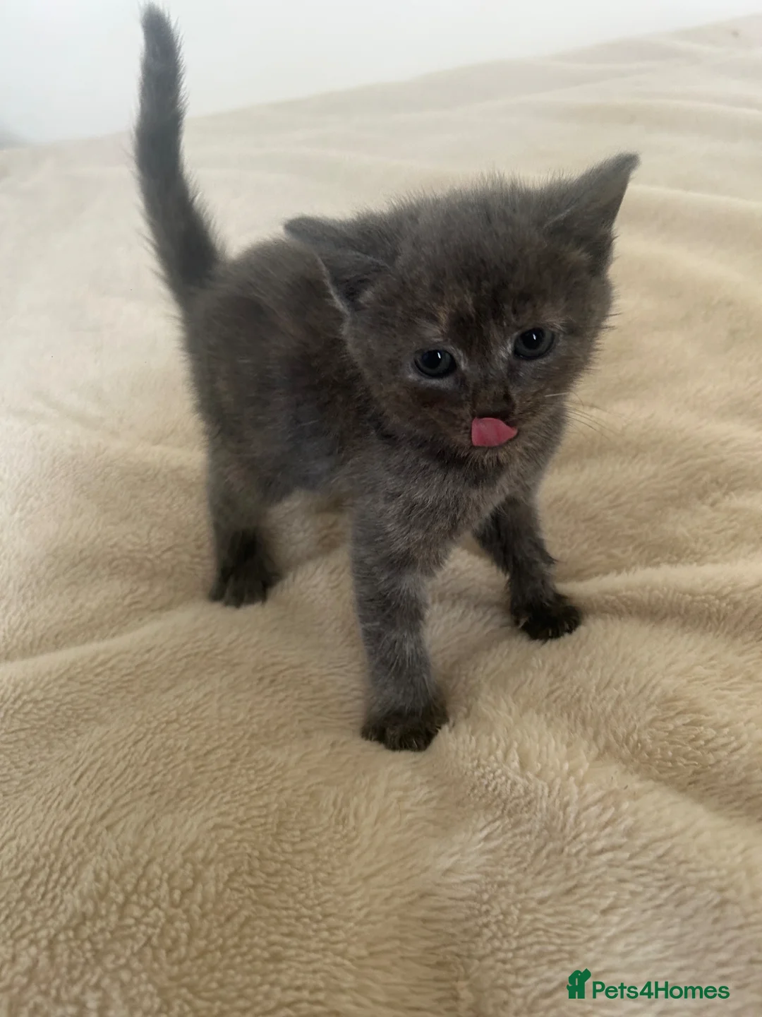 Mixed Breed cats for sale: British short/long haired kittens ❤️💙 - Advert 6