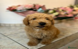 Mini Goldendoodle dogs for sale: GoldenDoodles Date of birth 01.05.2025 - Image 6