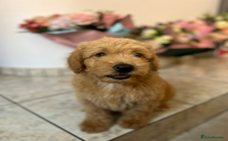 Mini Goldendoodle dogs - Advert 1