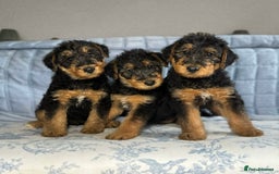 Airedale Terrier dogs for sale: KC Airedale Waitlist🌟🐾 - Image 5