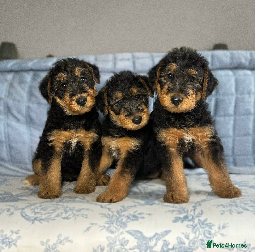 Airedale Terrier dogs for sale: KC Airedale Waitlist🌟🐾 - Image 5