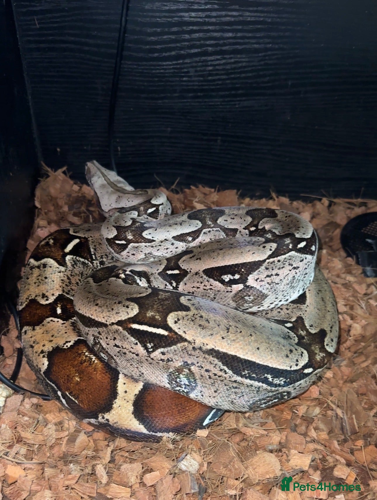 Boa Snake reptiles True Guyanese red tail (BCC) Boa with viv  - Advert 1
