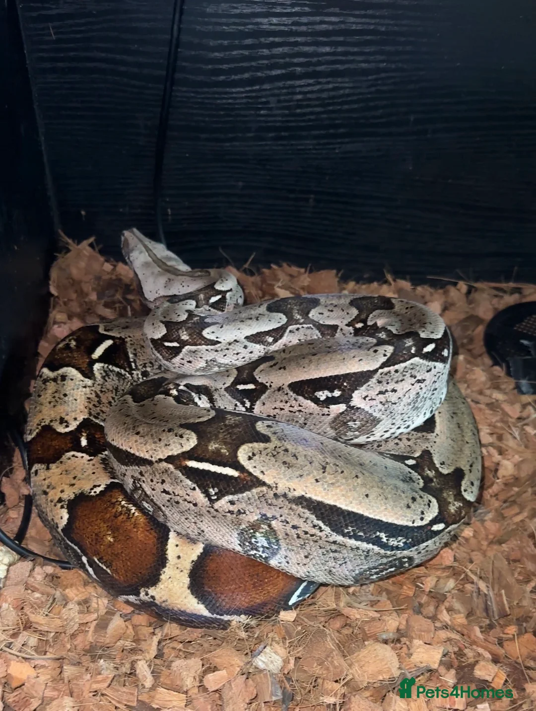 Boa Snake reptiles for sale: True Guyanese red tail (BCC) Boa with viv  - Advert 1