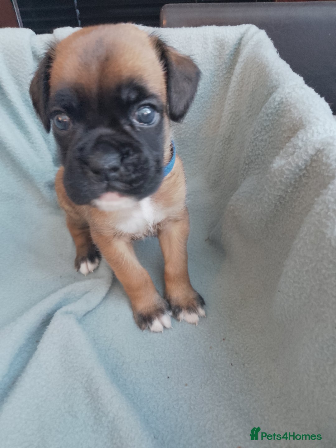 Boxer dogs for sale: Boxer Puppies  - Advert 4