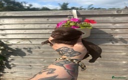 Chihuahua dogs for sale: Beautiful chocolate Chihuahua puppies  - Image 2