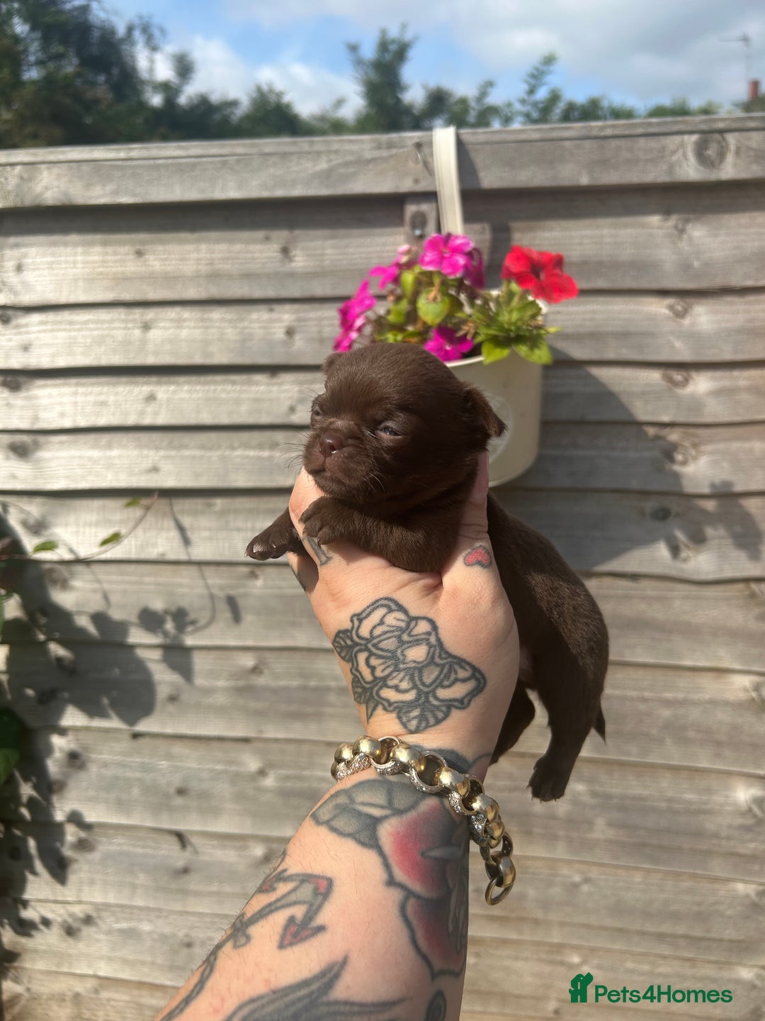 Chihuahua dogs for sale: Beautiful chocolate Chihuahua puppies  - Image 2