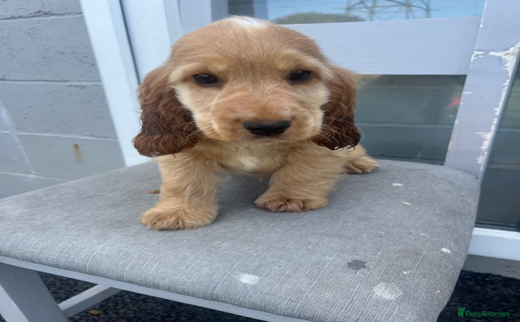 Cocker Spaniel dogs - Advert 10