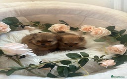 Pomeranian dogs for sale: Beautiful KC teeny quality Pomeranian puppies. - Image 1