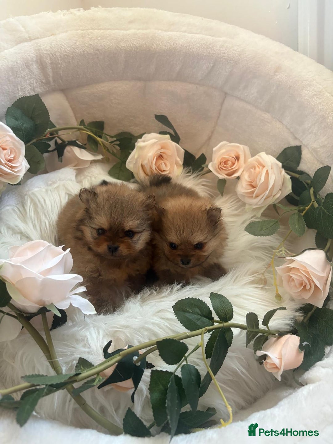 Pomeranian dogs for sale: Beautiful KC teeny quality Pomeranian puppies. - Image 1