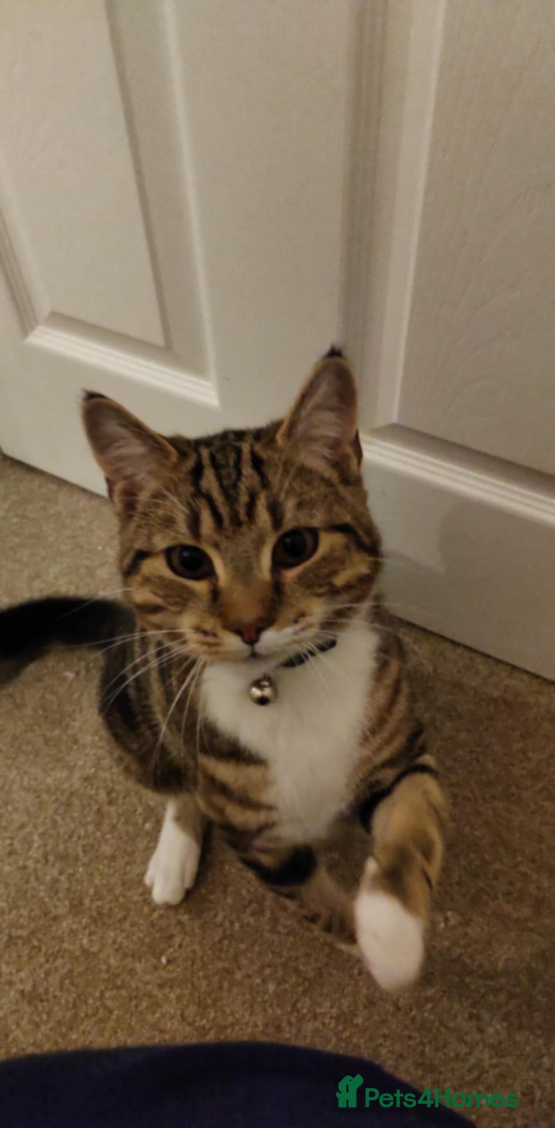 British Shorthair cats for sale: Tabby boy cat  - Advert 2