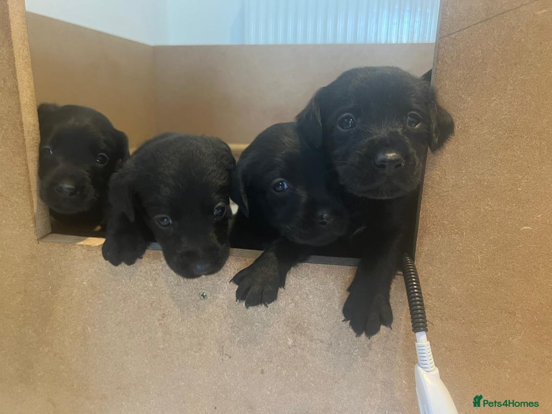 Labrador Retriever dogs for sale: Kc reg black working Labrador puppies  - Image 5