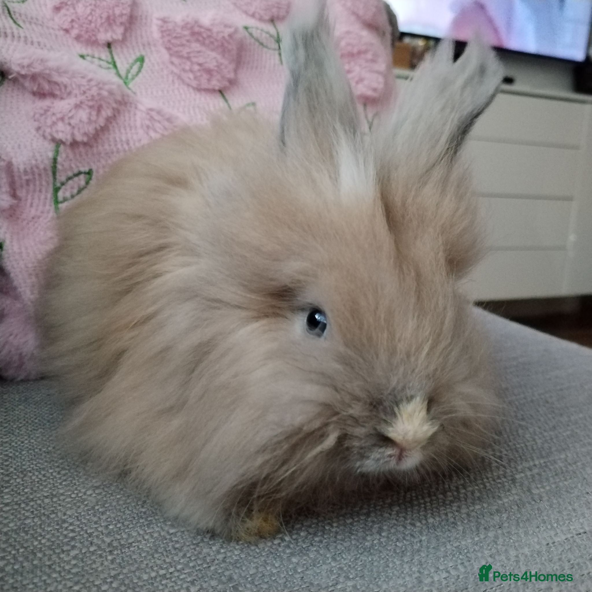 Angora rabbits English Angora Full Faced - Advert 10