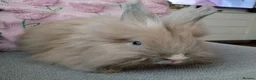 Angora rabbits for sale: English Angora Full Faced - Advert 6