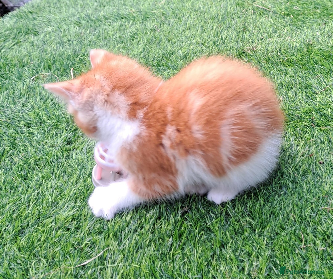 Mixed Breed cats for sale: Gorgeous Ginger Maine Coon x Kittens - Image 5