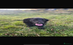 Cocker Spaniel dogs for sale: Cocker Spaniel Puppies  - Image 2