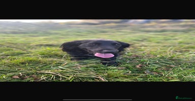 Cocker Spaniel dogs - Advert 8