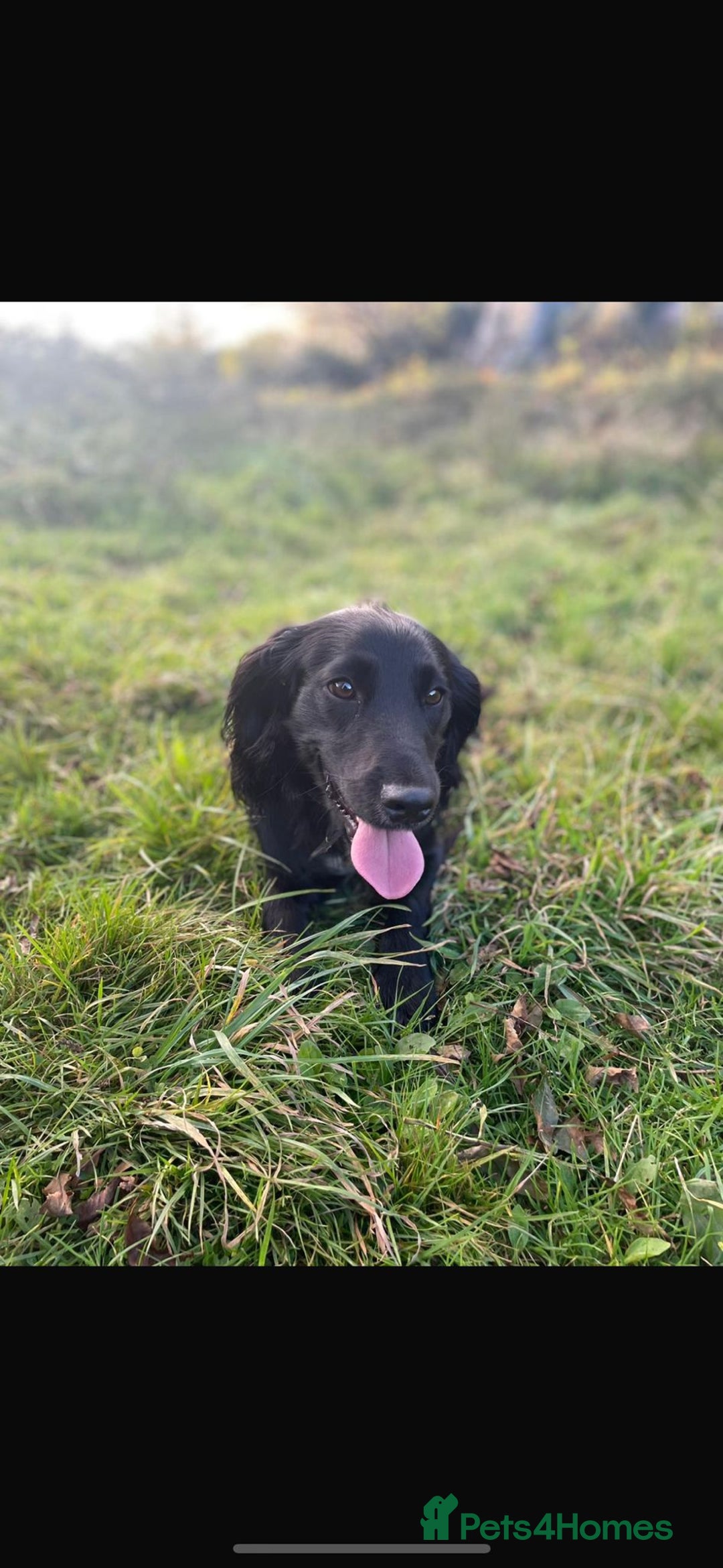 Cocker Spaniel dogs for sale: Cocker Spaniel Puppies  - Image 2