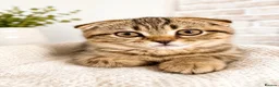 Scottish Fold cats for sale: Beautiful Scottish Fold & Straight Female Kittens - Advert 3