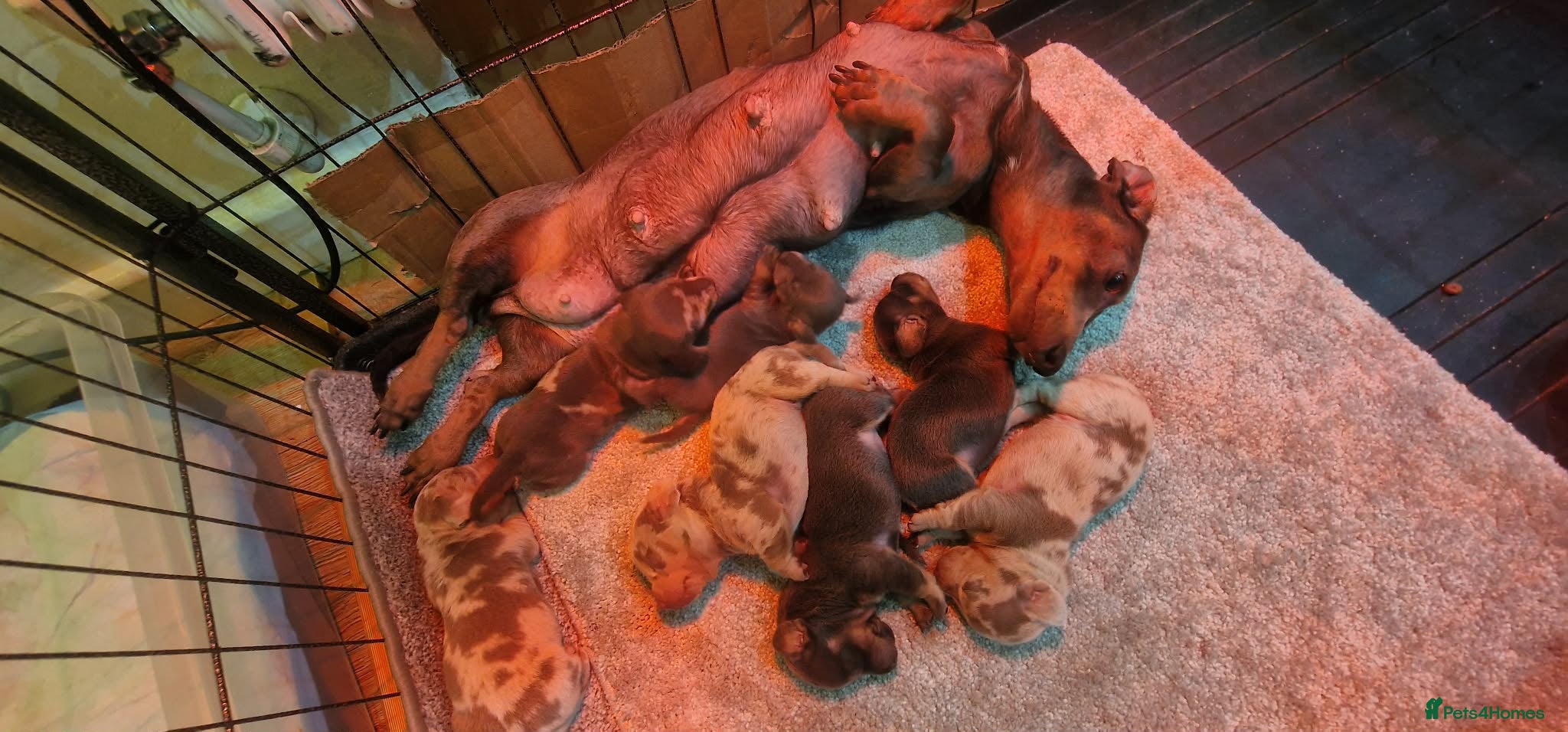 Miniature Dachshund dogs 7 beautiful puppies available  - Advert 2