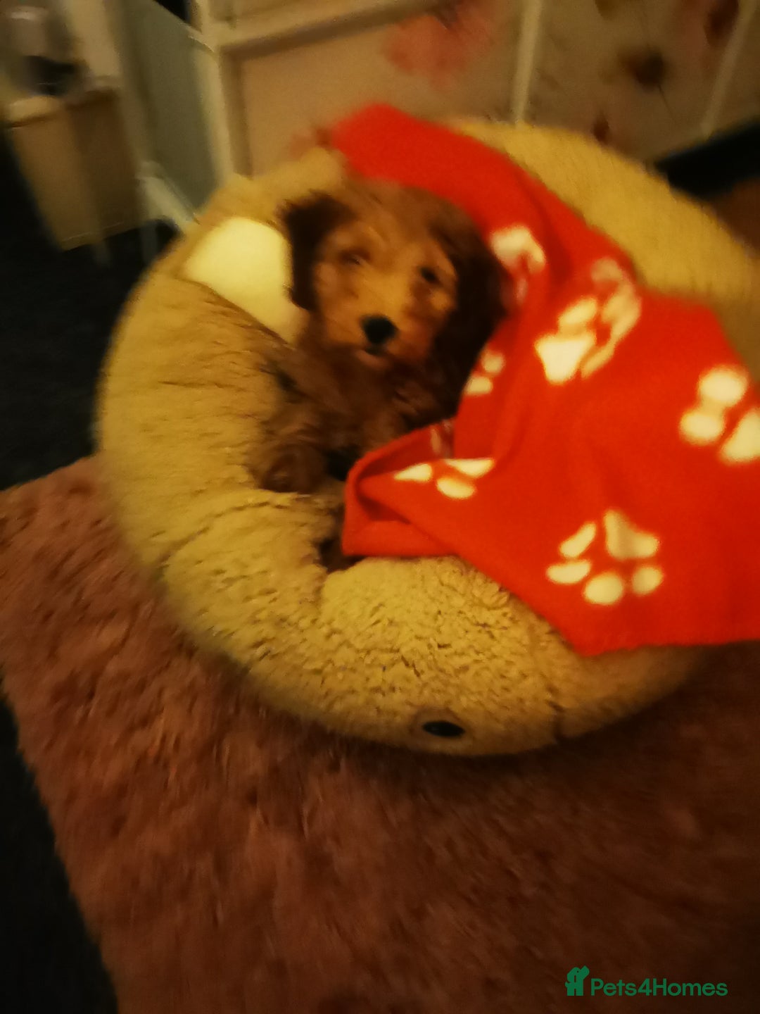 Cockapoo dogs for sale: 9 week old cocokerpoo - Advert 5