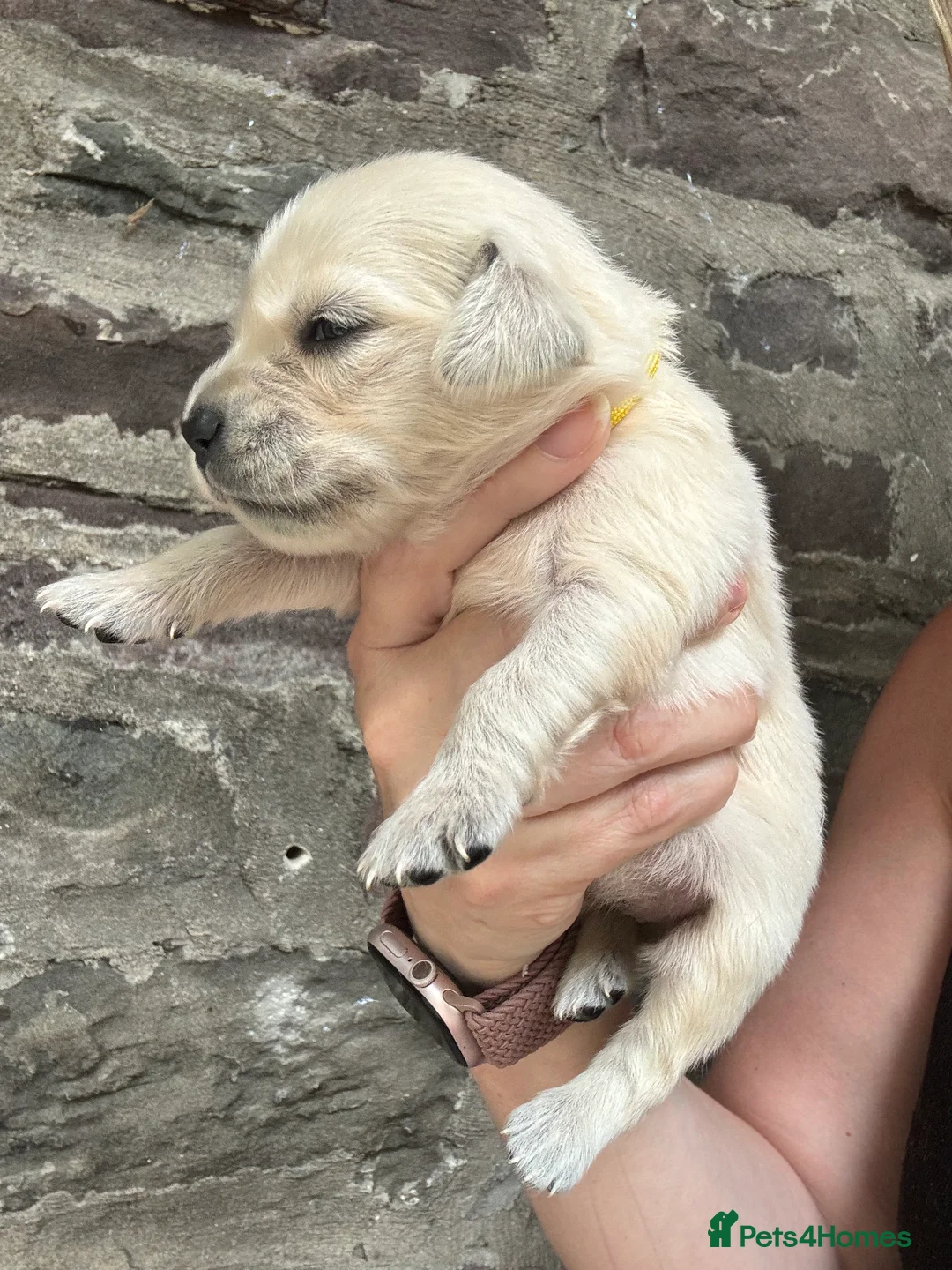 Golden Retriever dogs for sale: KC Cream litter from great health tested parents  - Advert 40