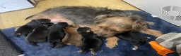 Jack Russell dogs for sale: Jack Russell puppies  in Maidenhead - Advert 1