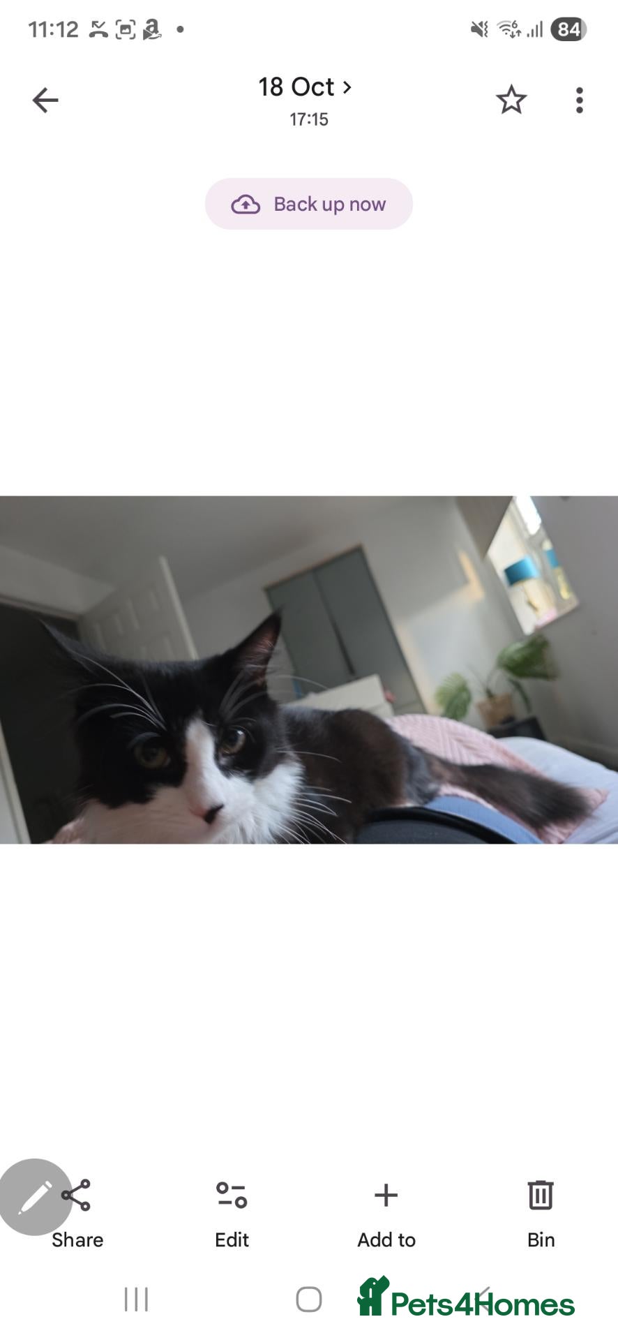 Mixed Breed cats 1 boy left - Advert 11