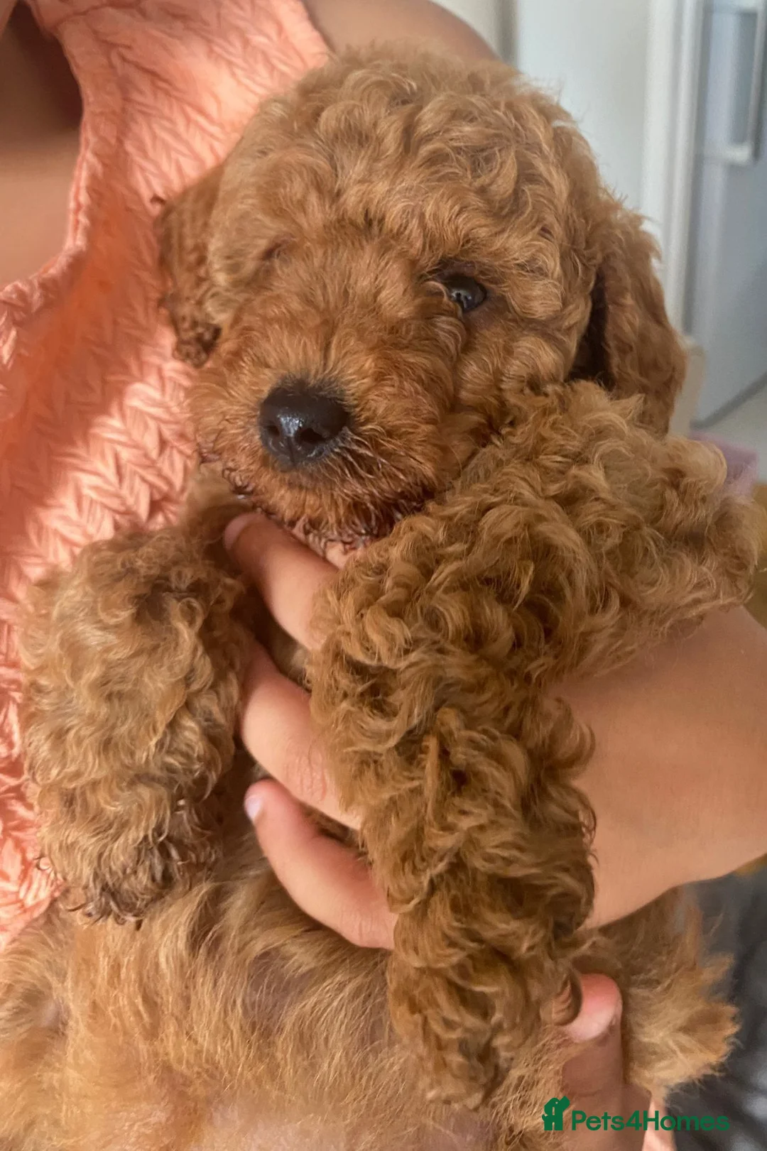 Miniature Poodle dogs for sale: 12 week old red girl  - Advert 6