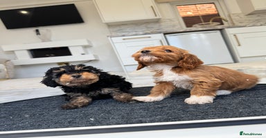 Cockapoo dogs F1 pra clear Cockapoos  - Advert 1