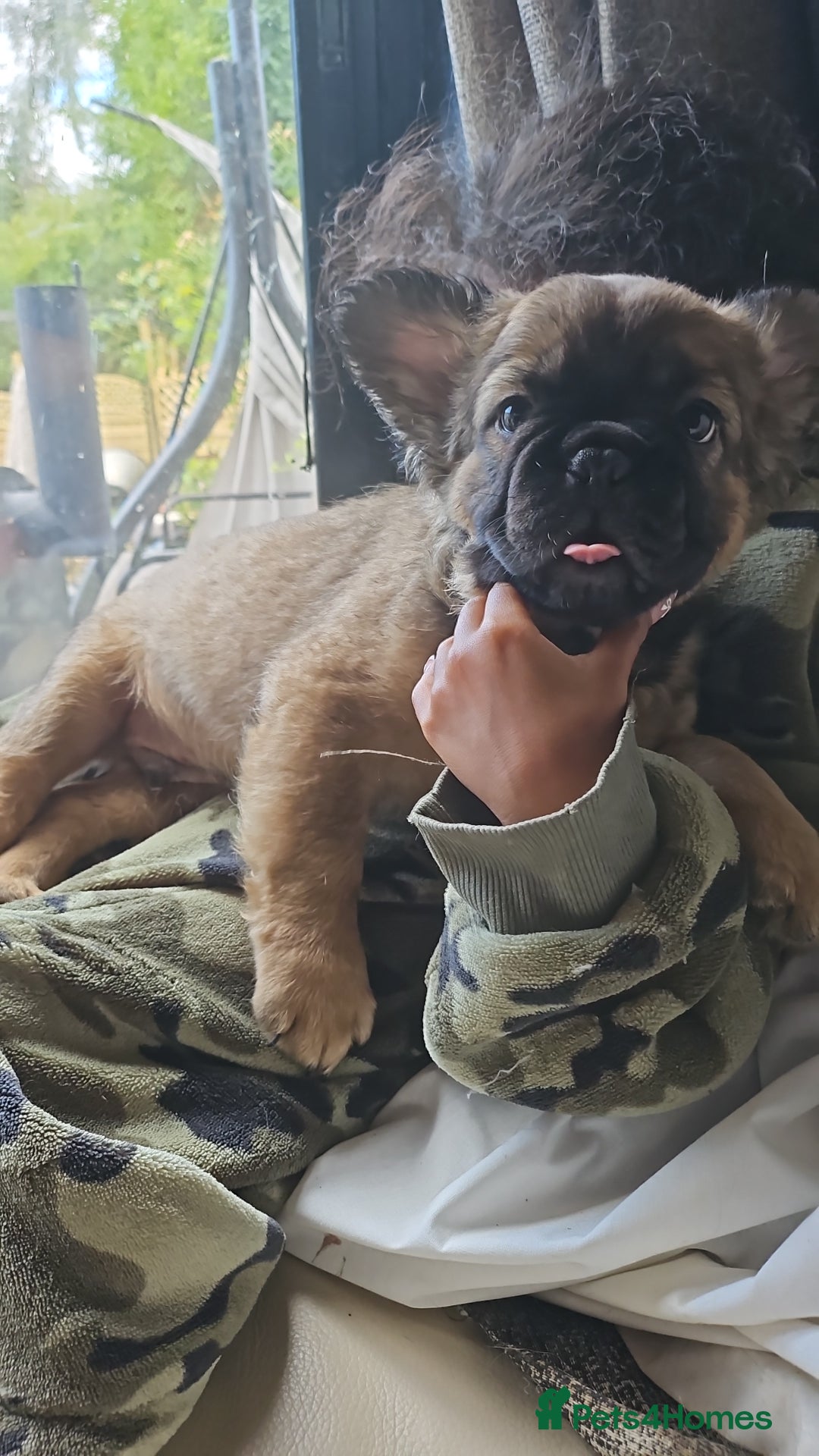 French Bulldog dogs for sale: Fluffy frenchies for sale call 07760346117 - Image 3