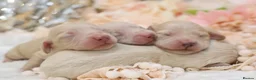 Miniature Dachshund dogs for sale: KC Cream Longhair Miniature Dachshund Puppies in Wisbech - Advert 8