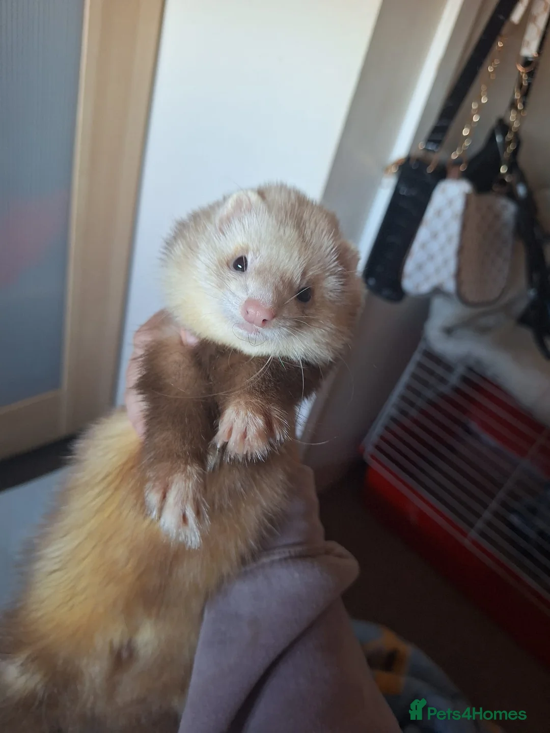 Ferret rodents for sale: Champagne hop ferret  - Advert 2