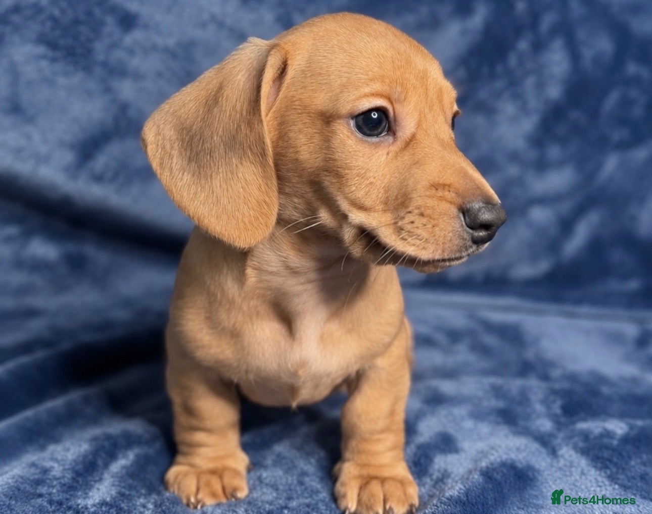 Miniature Dachshund dogs 🤍2 Gorgeous Creamy Puppies🤍 - Advert 1