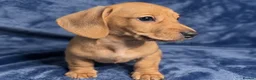 Miniature Dachshund dogs for sale: 🤍2 Gorgeous Creamy Puppies🤍 in Caernarfon - Advert 1