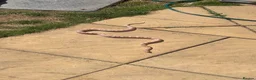 Corn Snake reptiles for sale: 4 year old corn snake  - Advert 4