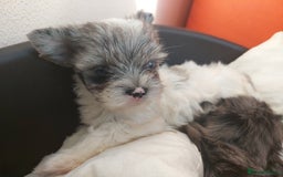 Yorkshire Terrier dogs for sale: Rare Colourful Pedigree Yorkies Certified Breeder - Image 37