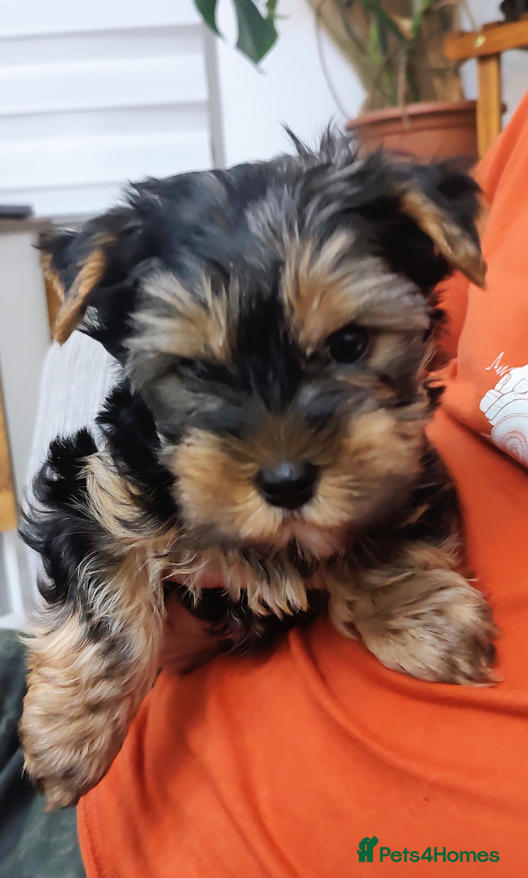 Yorkshire Terrier dogs Mini Yorkshire terrier Boy - Advert 1