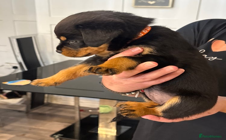 Rottweiler dogs - Advert 8