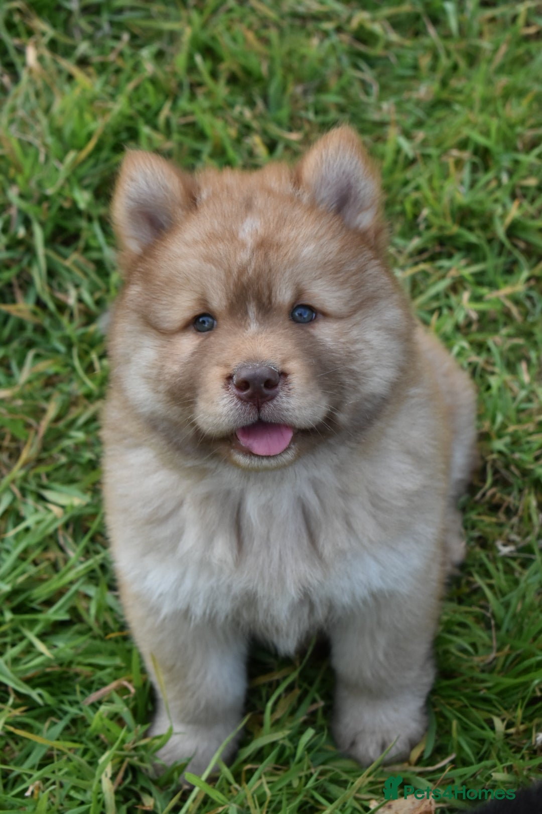 Chow Chow dogs for sale: Genuine Teddy Bear Chowski Puppies - Image 16