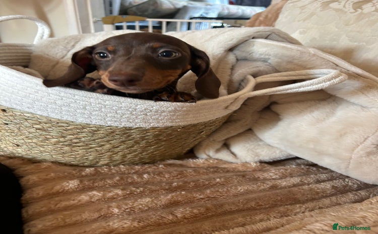 Dachshund dogs - Advert 10