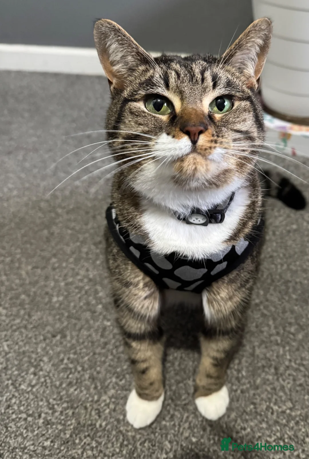Domestic Shorthair cats for sale: Female domestic shorthair  in Manchester - Advert 2