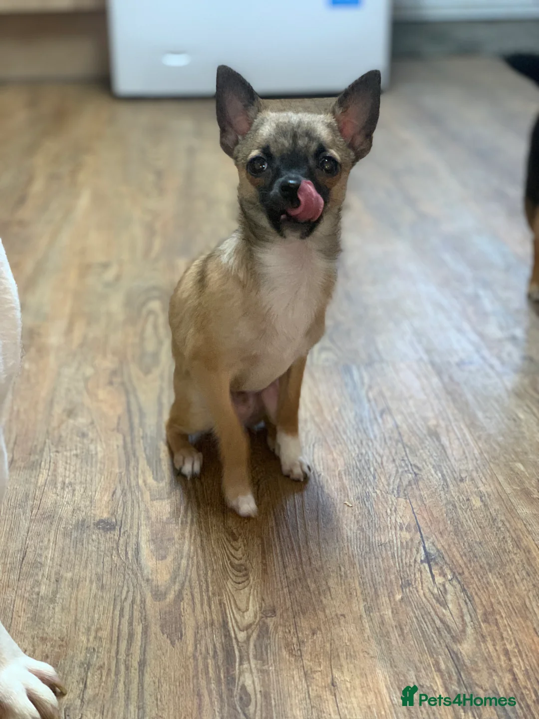 Pomchi dogs for sale: last male👀🏡 - Advert 2