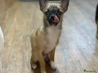 Pomchi dogs last male👀🏡 - Advert 14