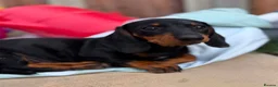 Dachshund dogs for sale: Beautiful Black and Tan dachshunds puppies  - Advert 1